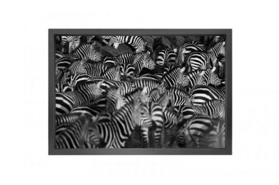 Canvas picture 5cm black frame zebra 90x150